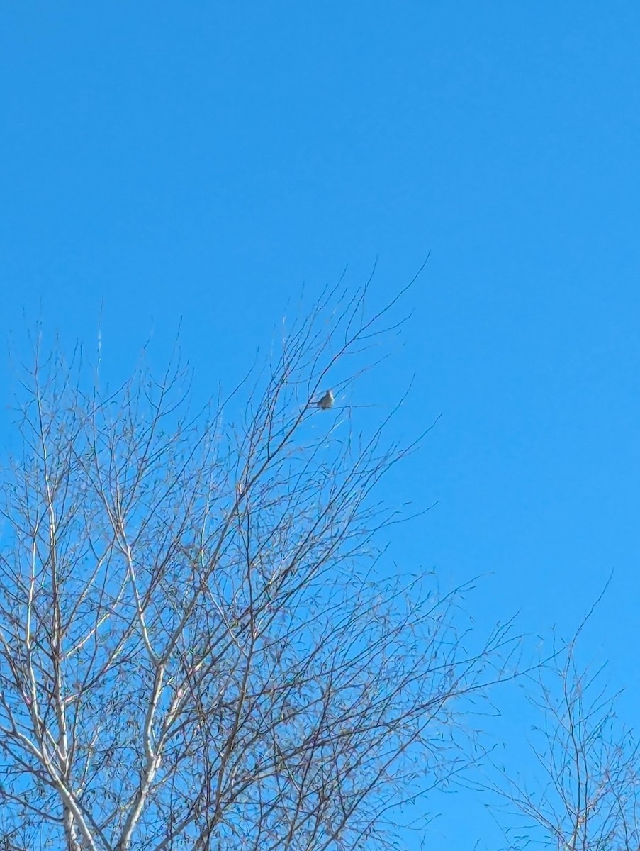 Northern Mockingbird - ML632093727