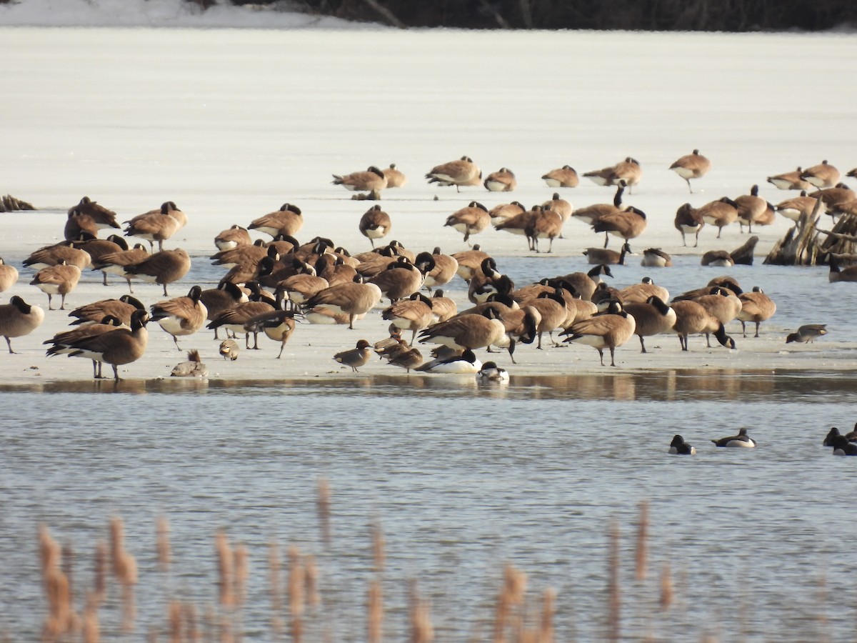 Green-winged Teal - ML632093863