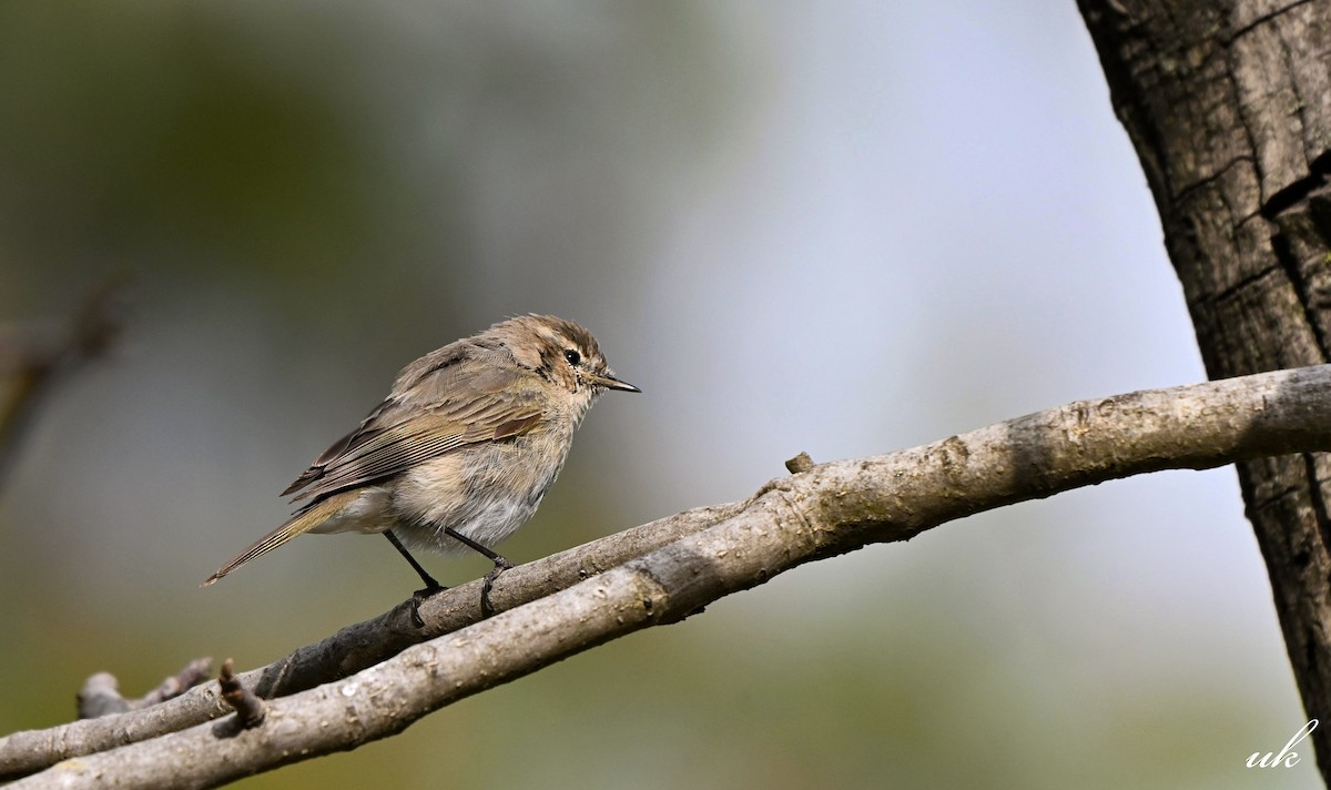 Common Chiffchaff - ML632093899