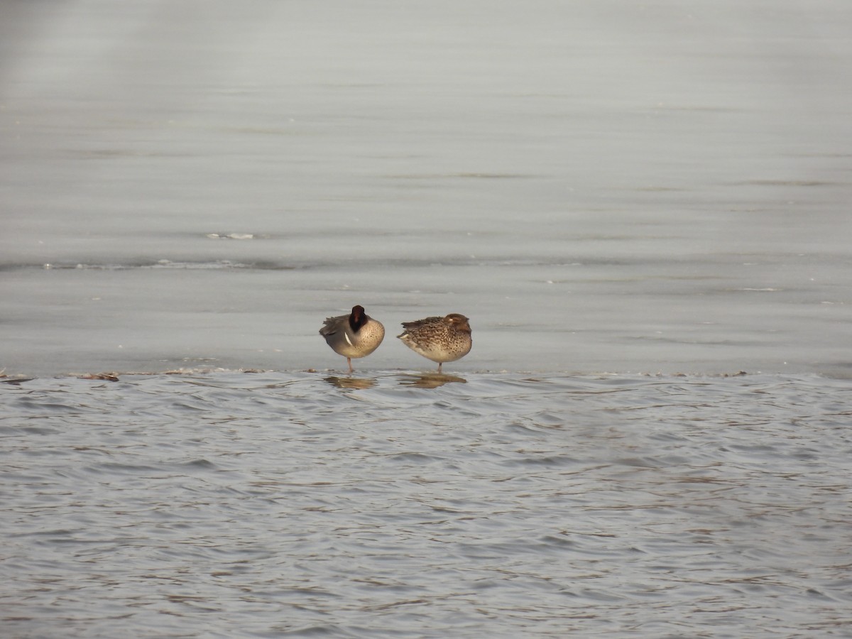 Green-winged Teal - ML632093903