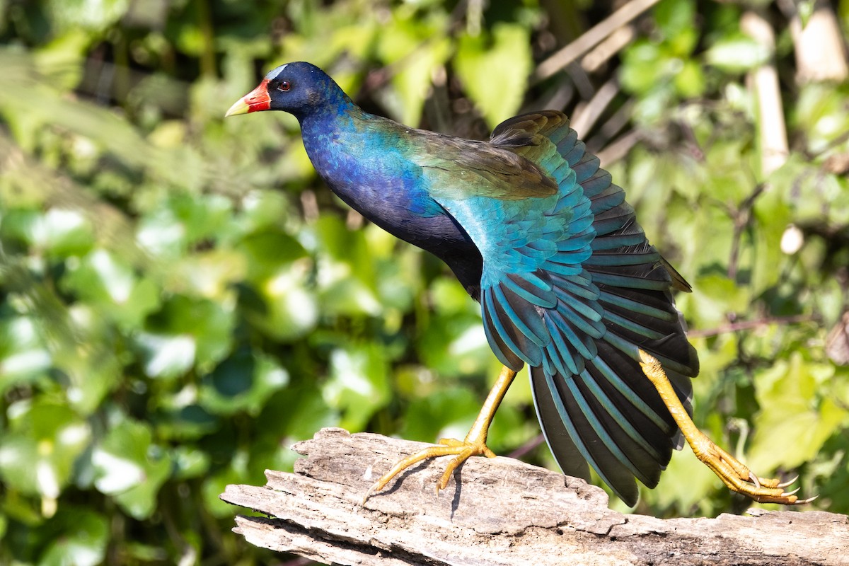 Purple Gallinule - ML632094080