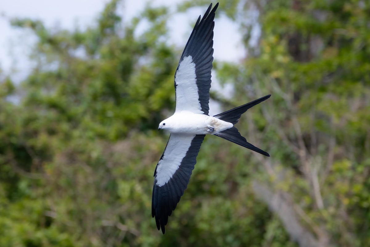 Swallow-tailed Kite - ML632094085