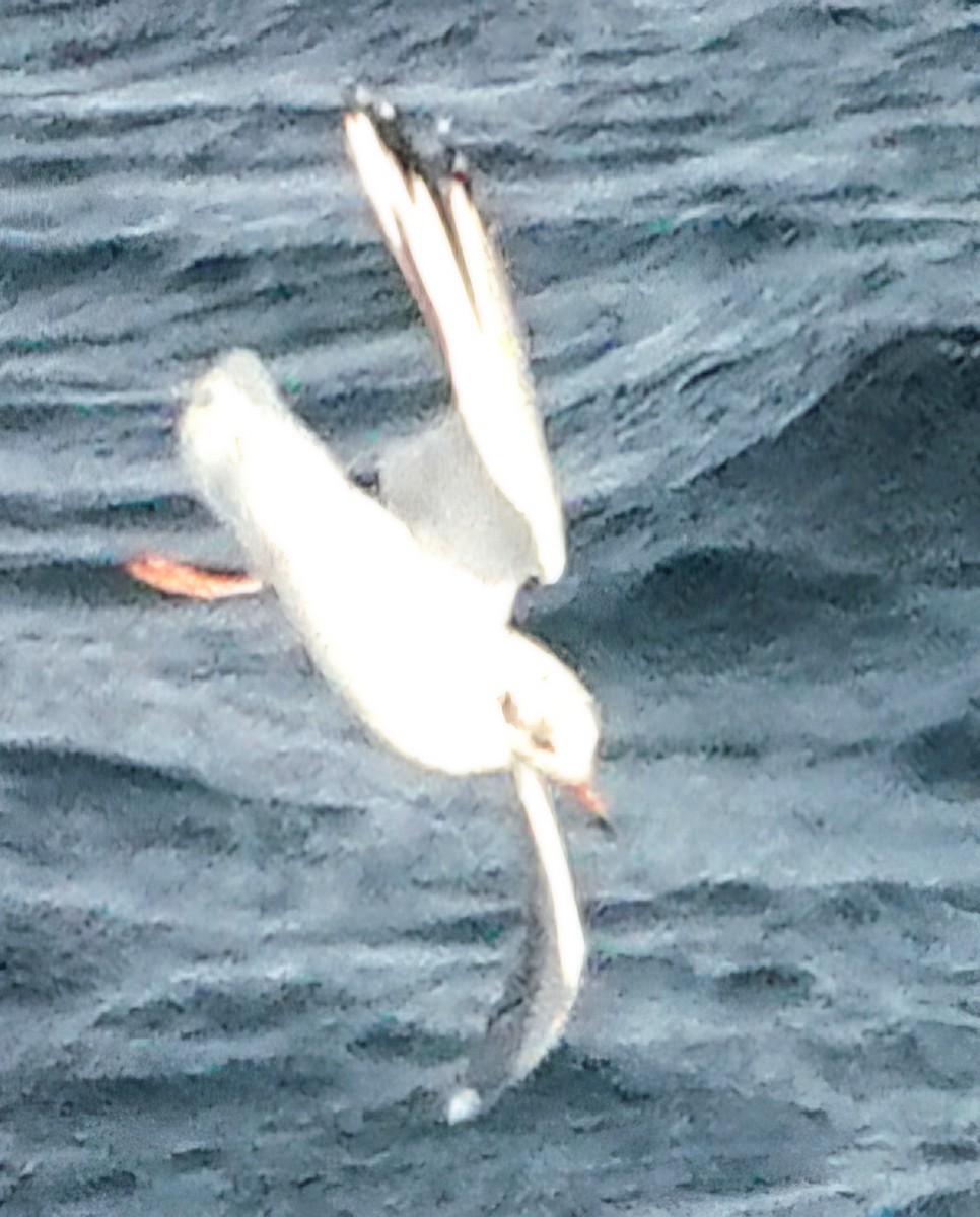 Brown-hooded Gull - ML632094102