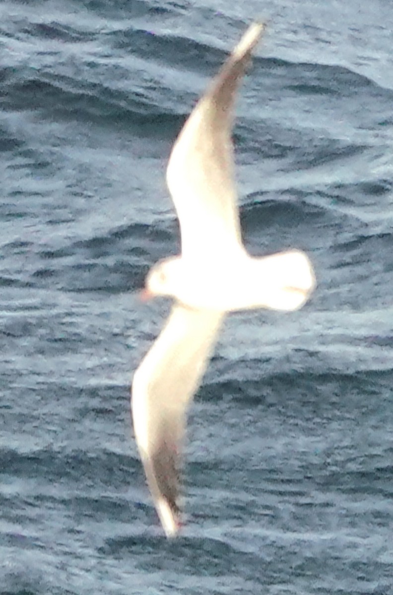 Brown-hooded Gull - ML632094103