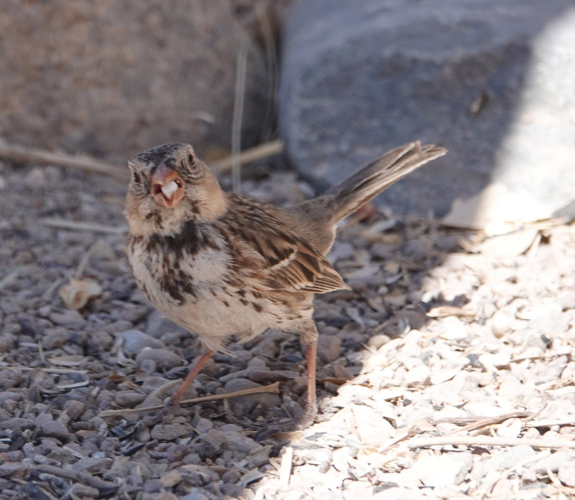 Harris's Sparrow - ML632094305