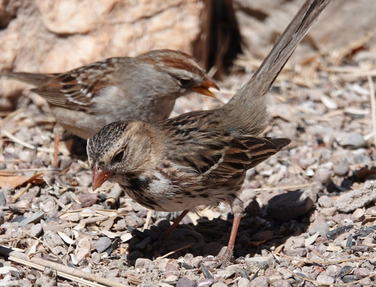 Harris's Sparrow - ML632094306