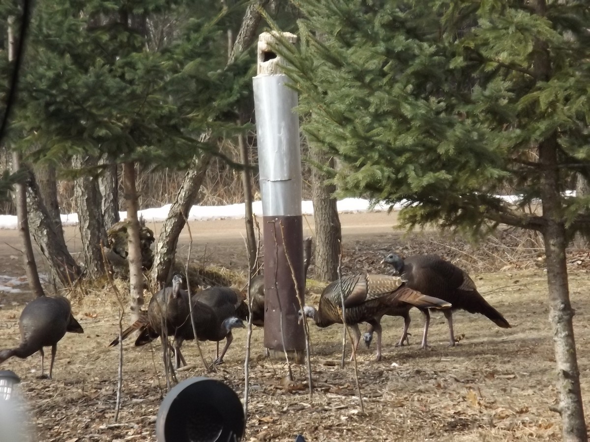 krocan divoký - ML632094417