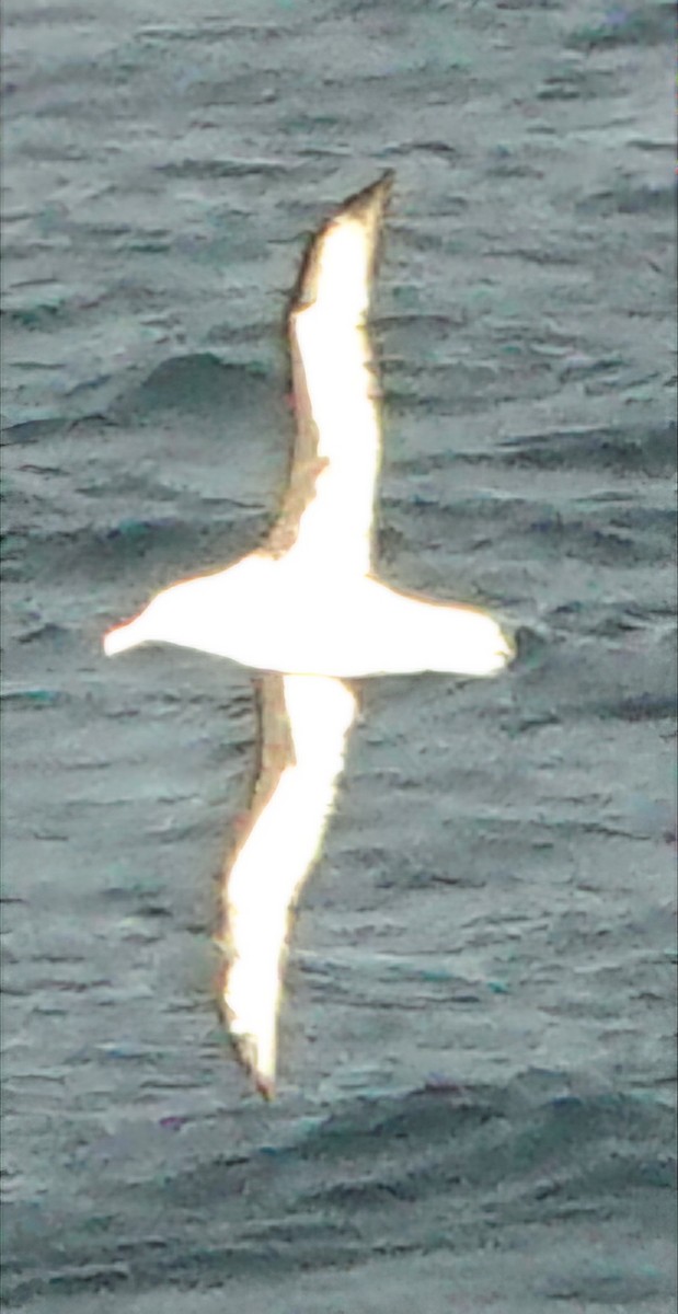 Black-browed Albatross - ML632094439
