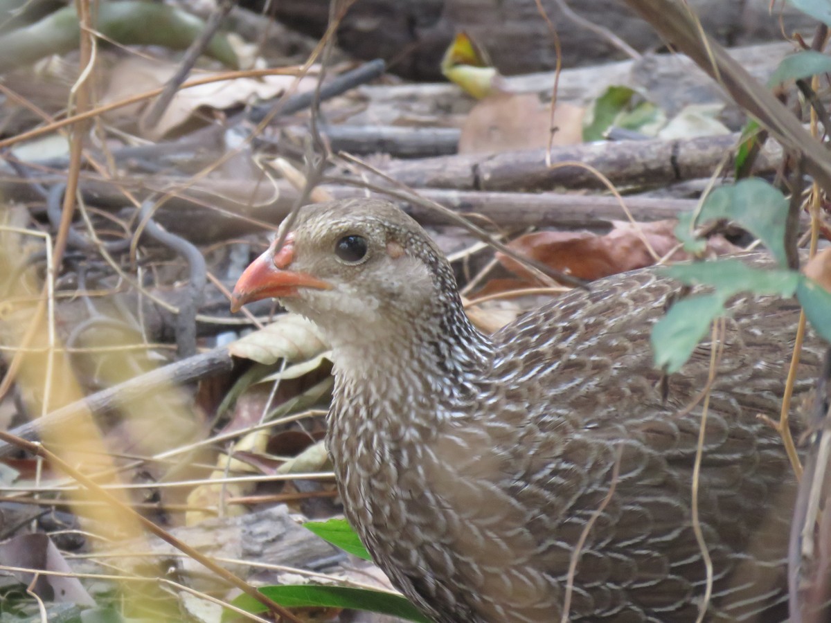 Ahanta Spurfowl - ML632094513