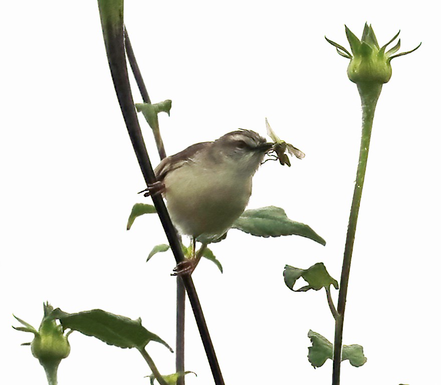 Prinia Modesta - ML632094532