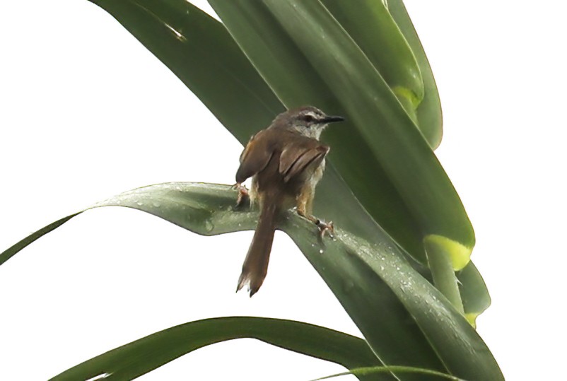 Prinia Modesta - ML632094533