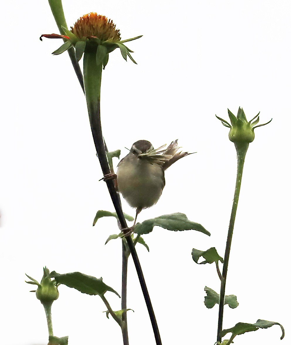 Prinia Modesta - ML632094534