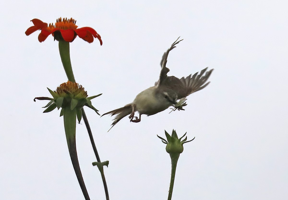 Prinia Modesta - ML632094536