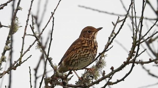 Song Thrush - ML632094560