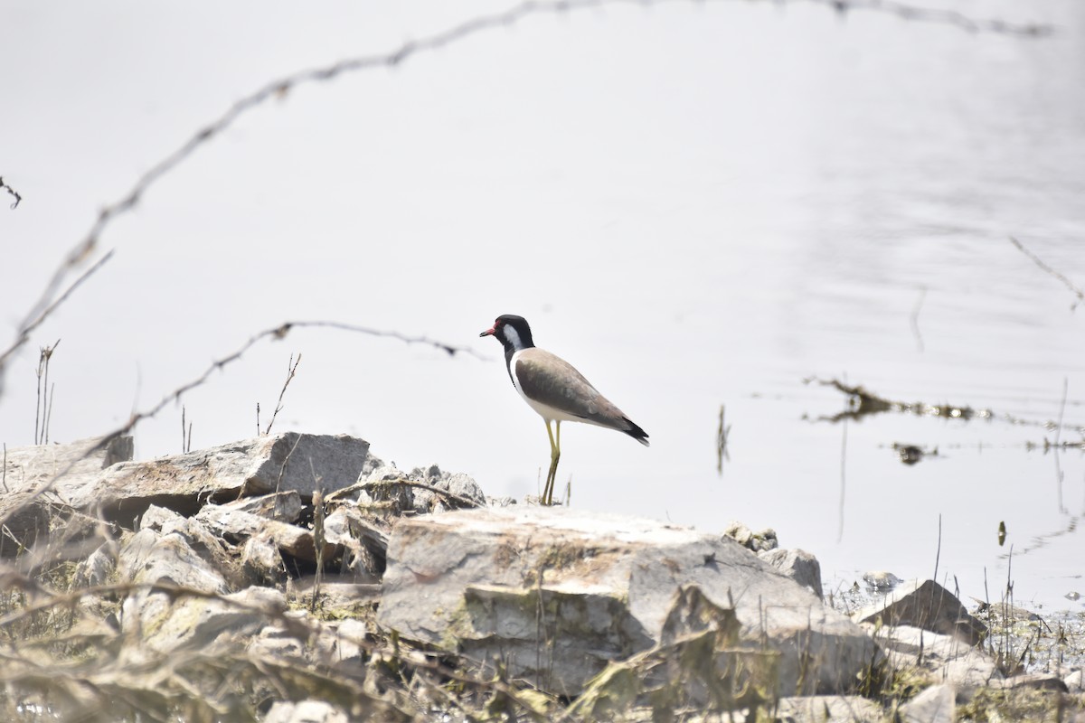 Red-wattled Lapwing - ML632094577