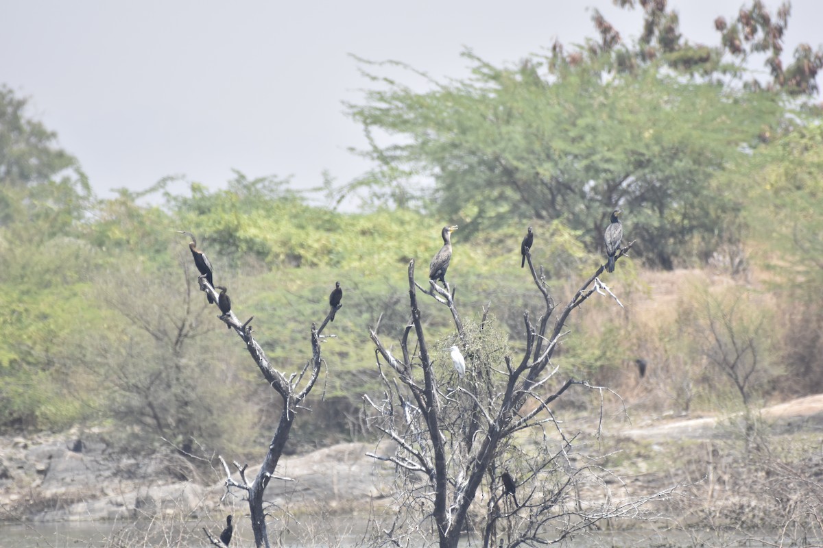 Anhinga asiarra - ML632094798