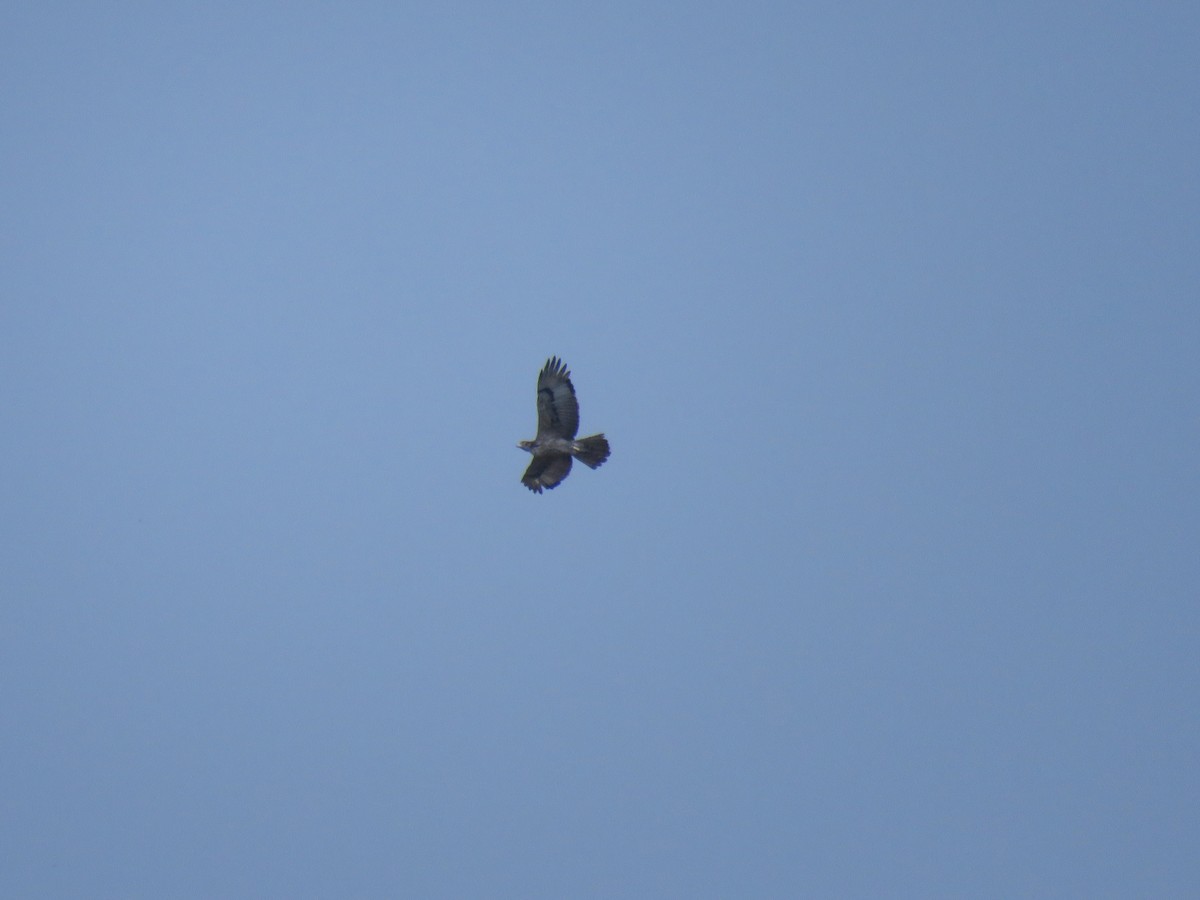 African Hawk-Eagle - ML632094894