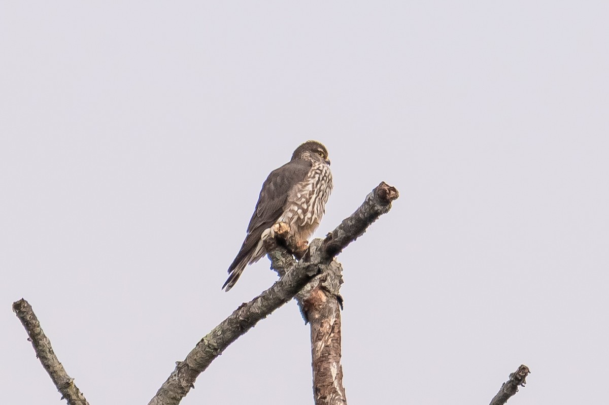 Merlin - ML632094954