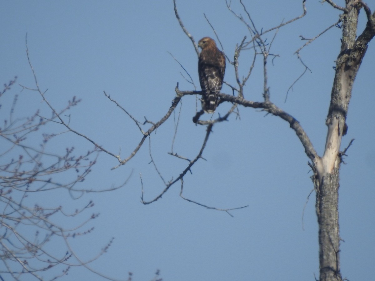 Red-shouldered Hawk - ML632094971