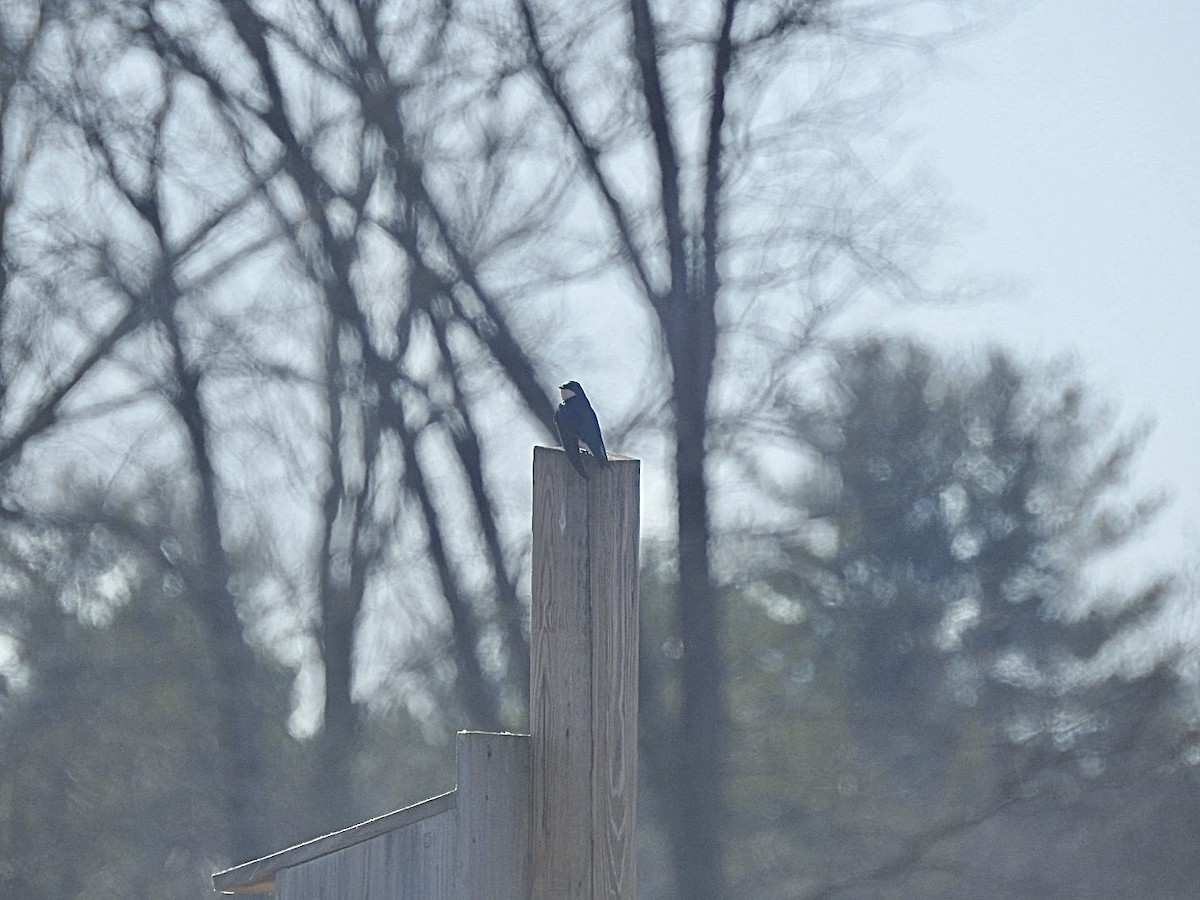 Tree Swallow - ML632094977