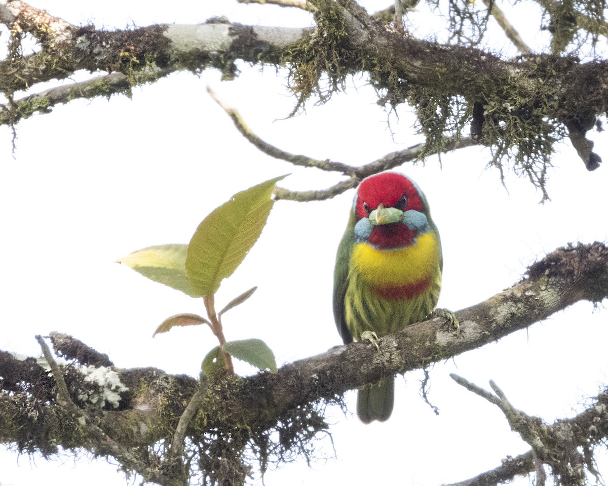 Versicolored Barbet - ML632095057