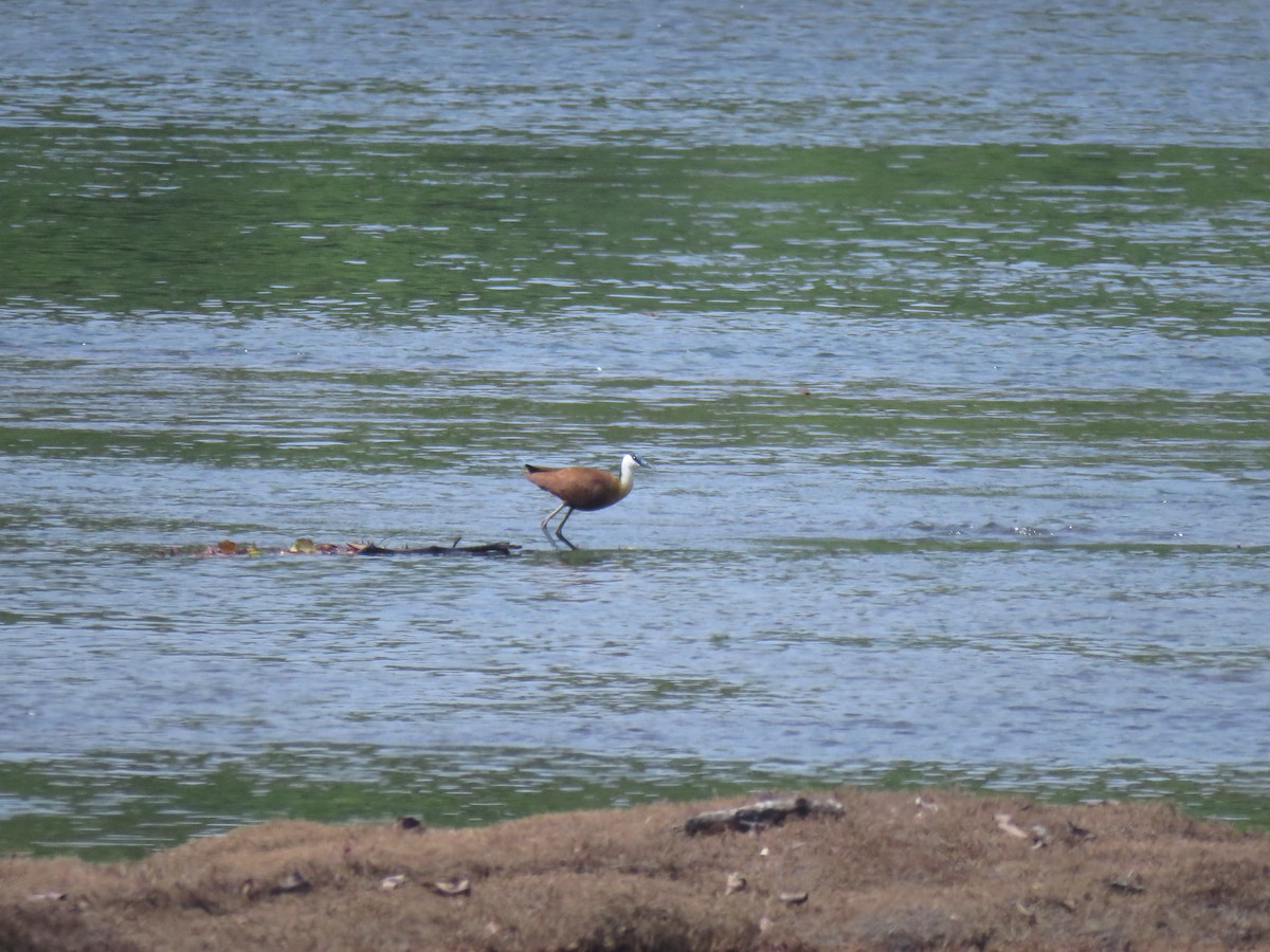 African Jacana - ML632095081