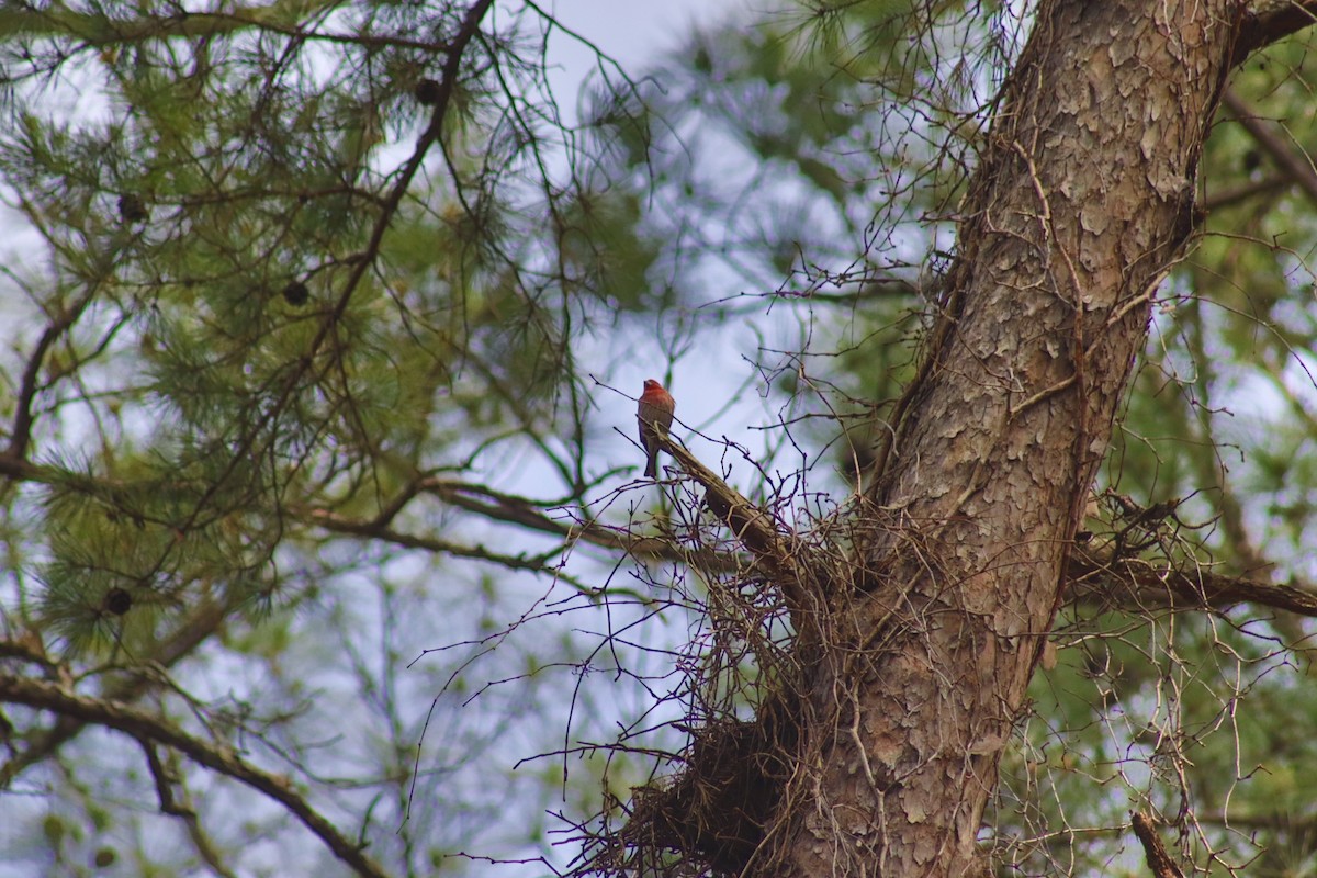 House Finch - ML632095104