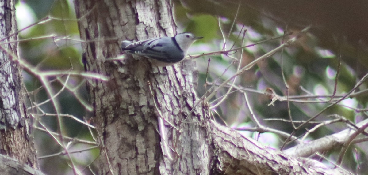 White-breasted Nuthatch - ML632095137