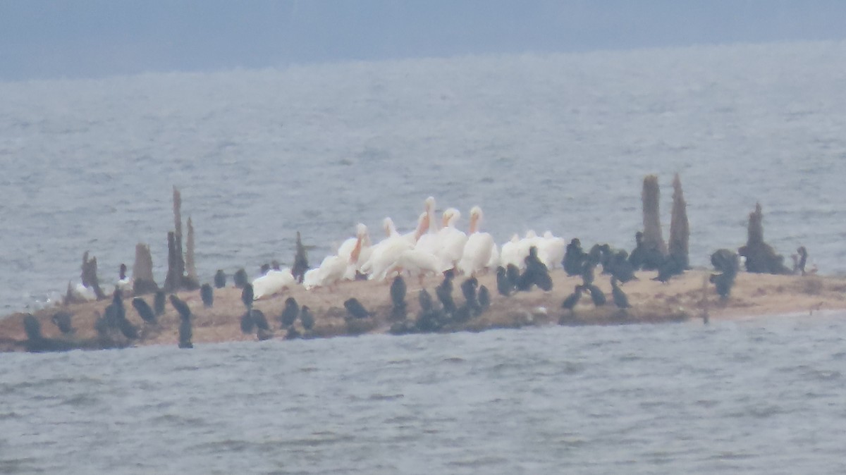 American White Pelican - ML632095200