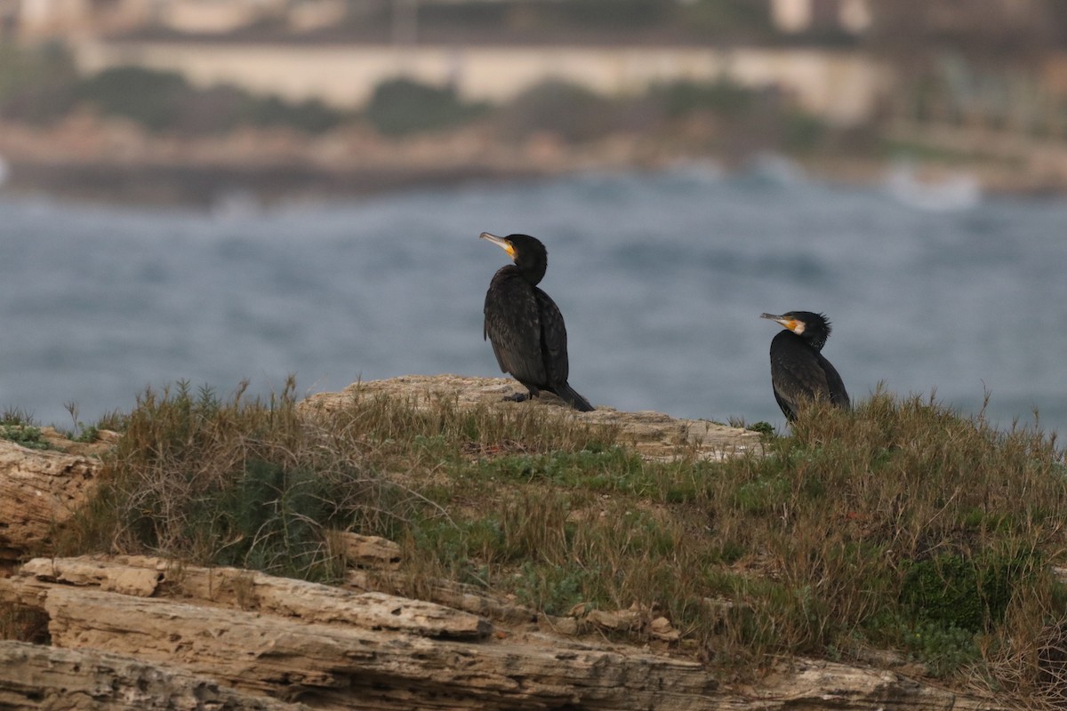 Cormorano - ML632095231