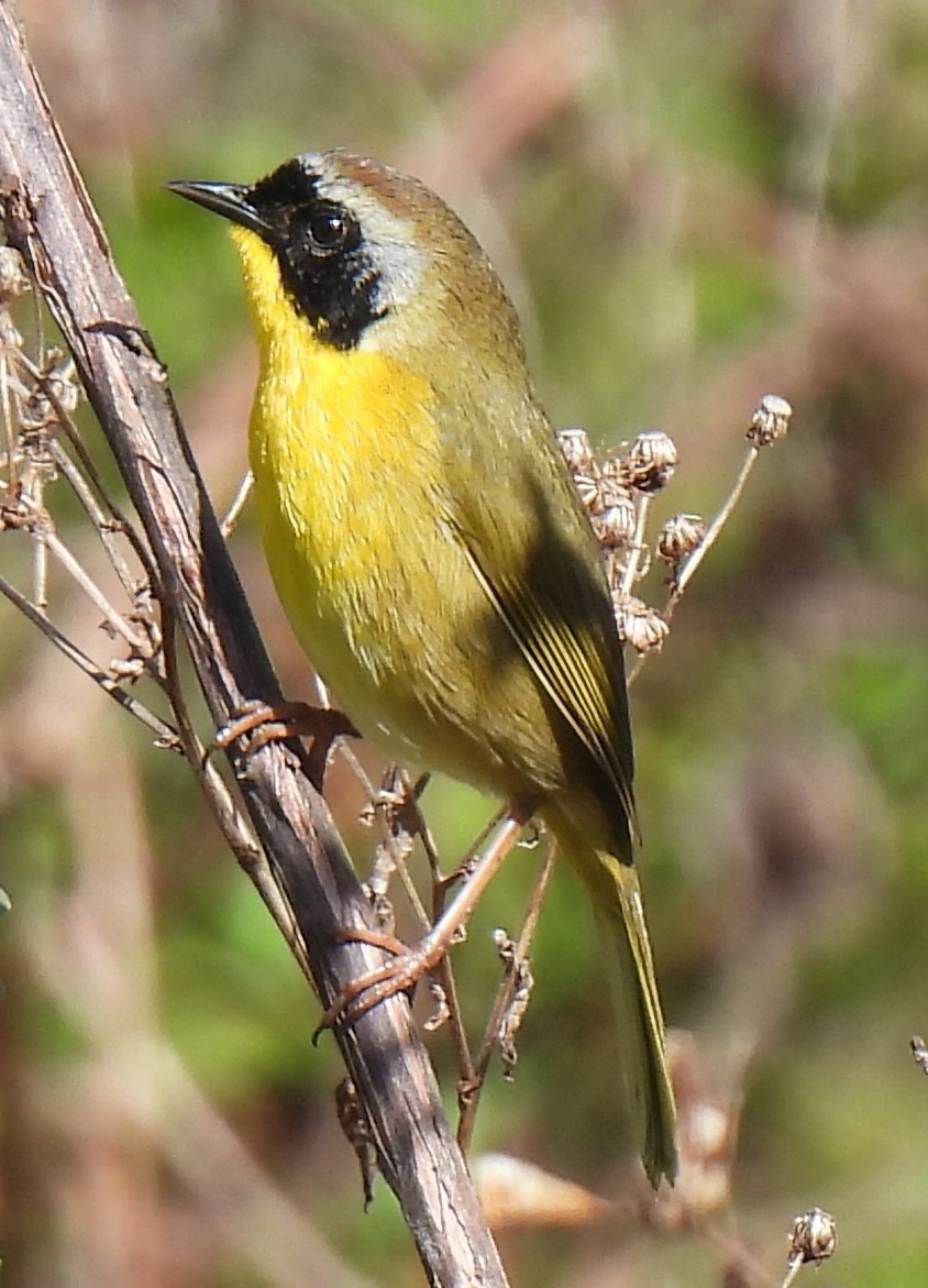 Common Yellowthroat - ML632095246