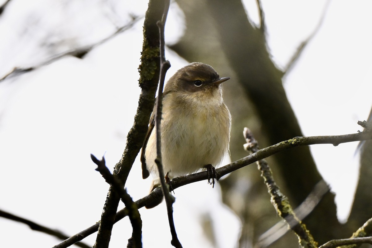 Common Chiffchaff - ML632095357