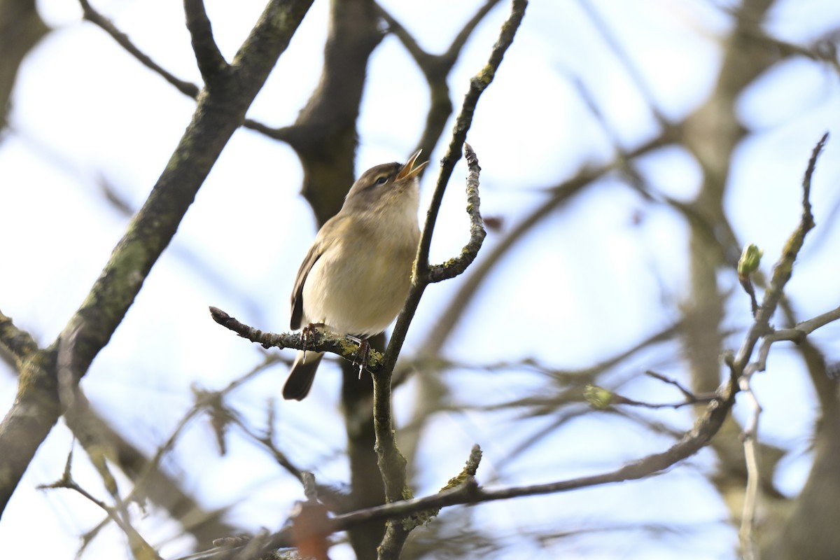 Common Chiffchaff - ML632095360