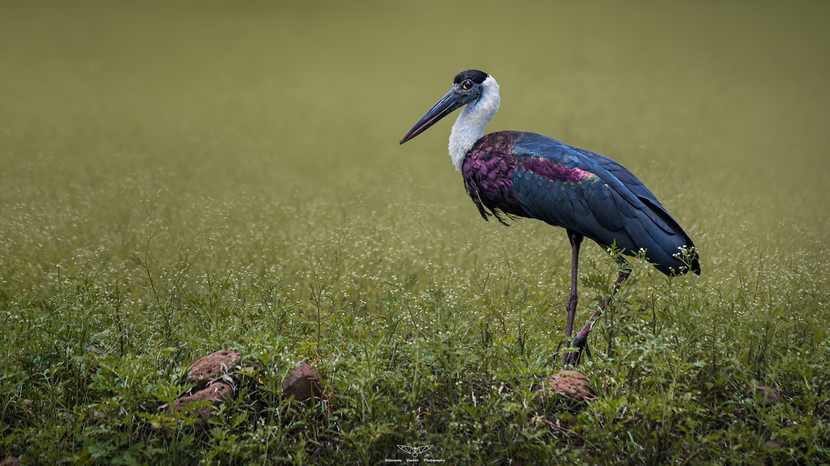 Asian Woolly-necked Stork - ML632095424