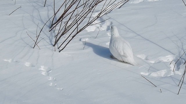 Moorschneehuhn - ML632095510