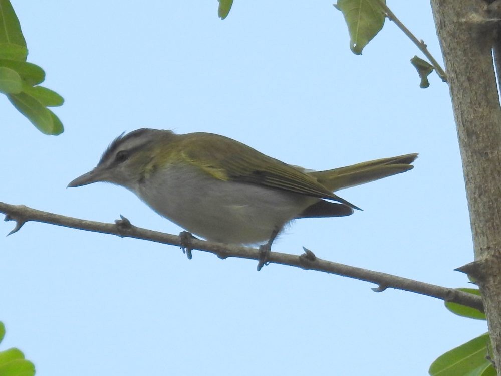 Red-eyed Vireo - ML632095593