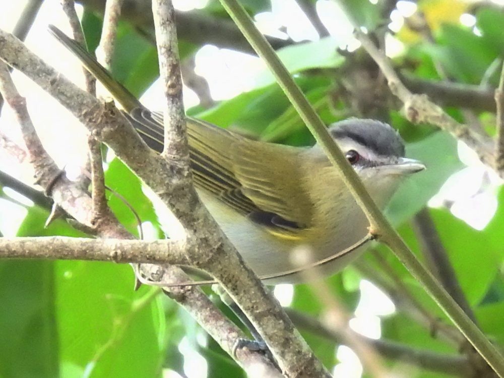 Red-eyed Vireo - ML632095594