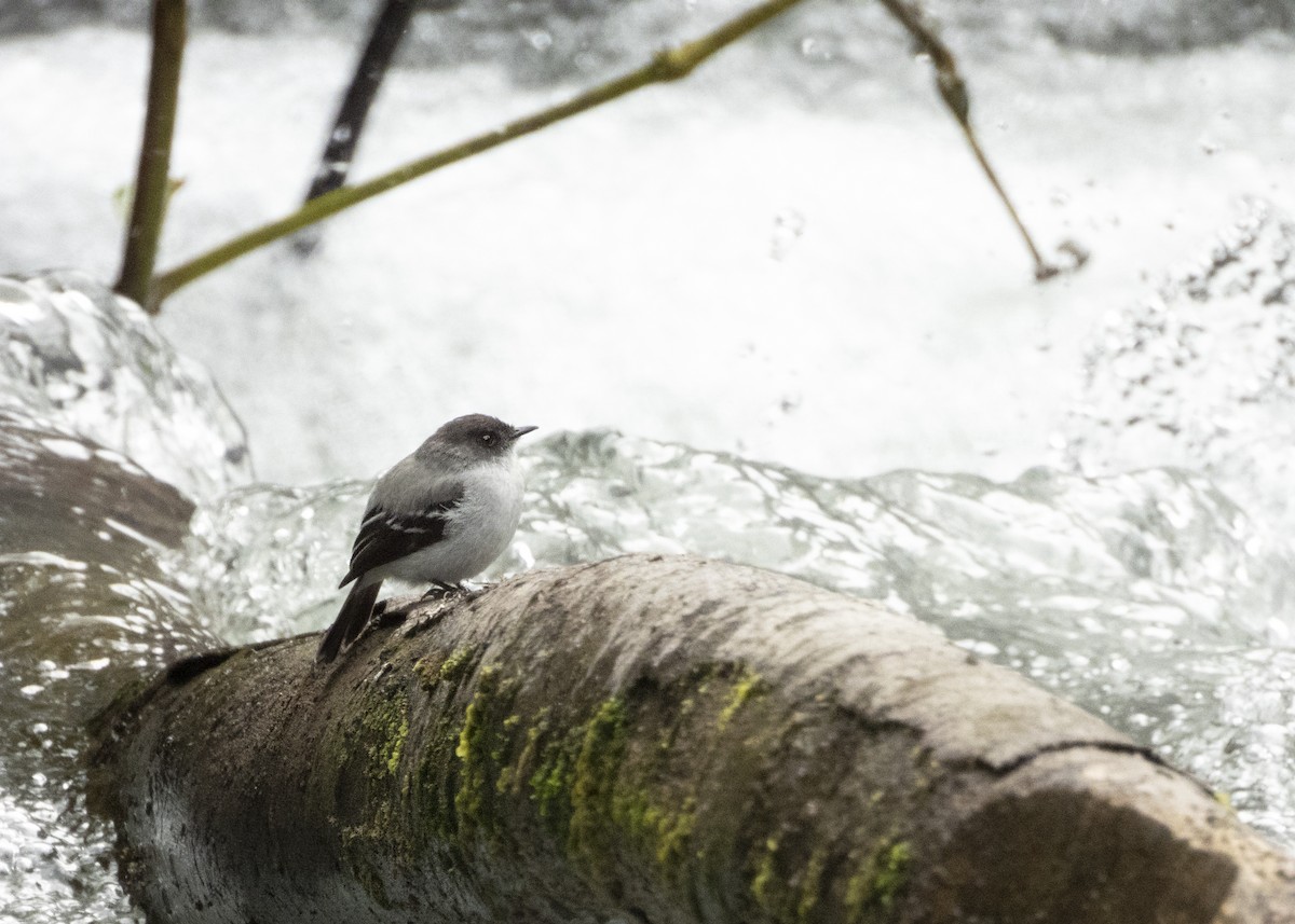 Torrent Tyrannulet - ML632095673