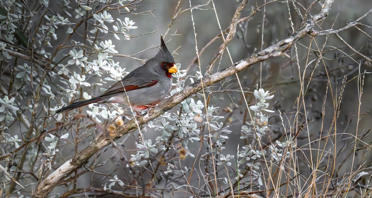 Pyrrhuloxia - ML632095727