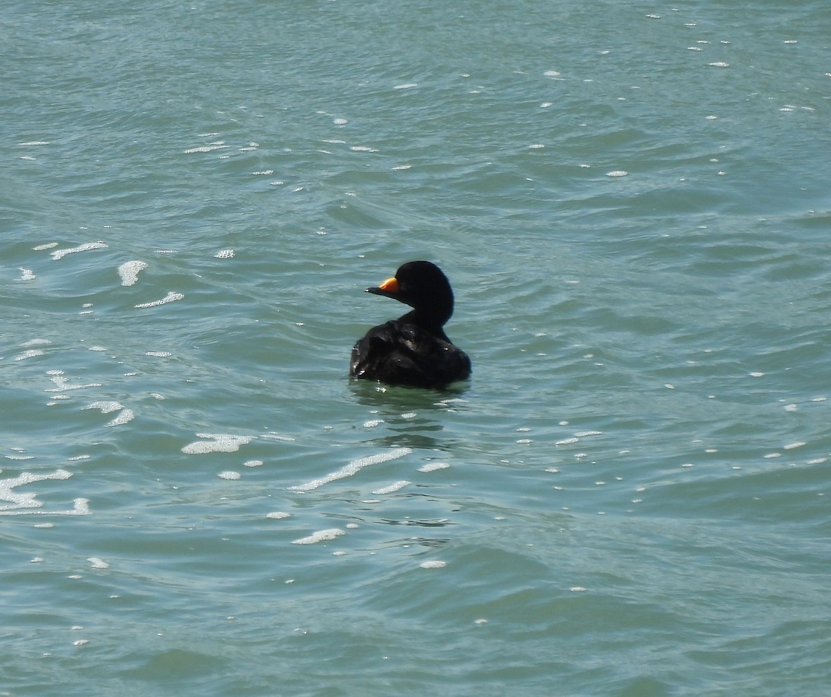 Black Scoter - ML632095745