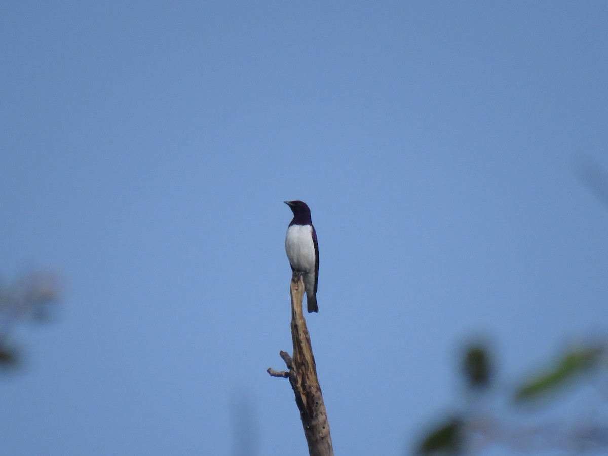 Violet-backed Starling - ML632095843