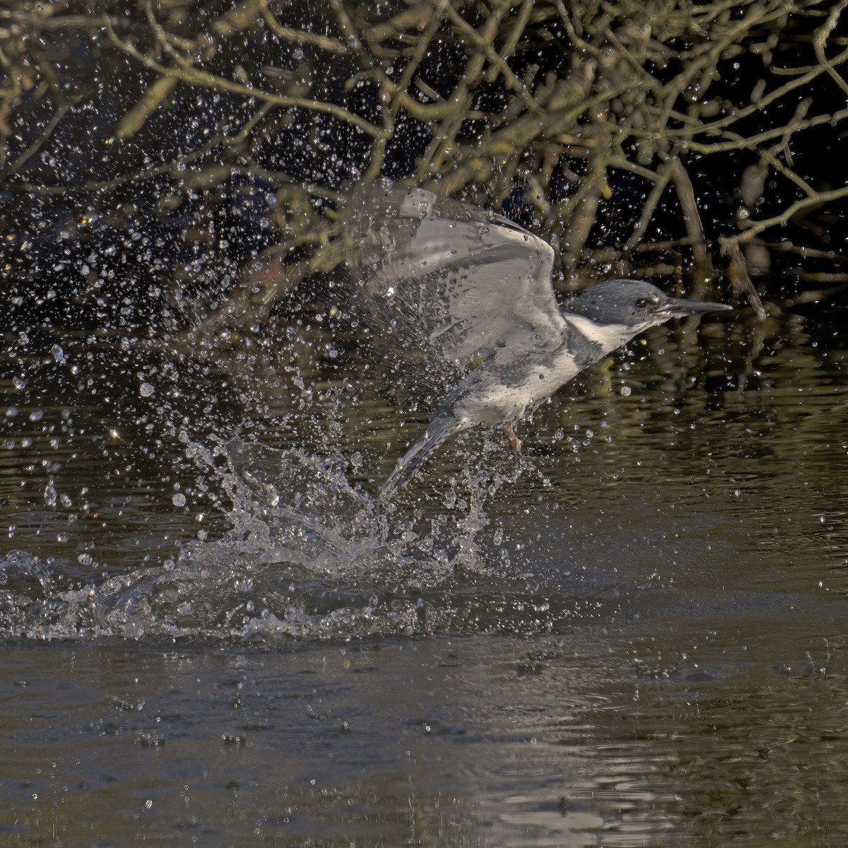 Belted Kingfisher - ML632095900