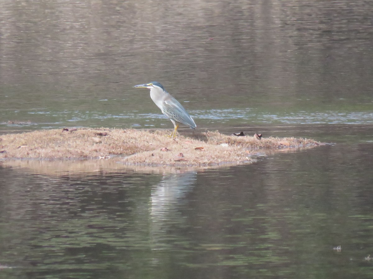 Little Heron - ML632095941