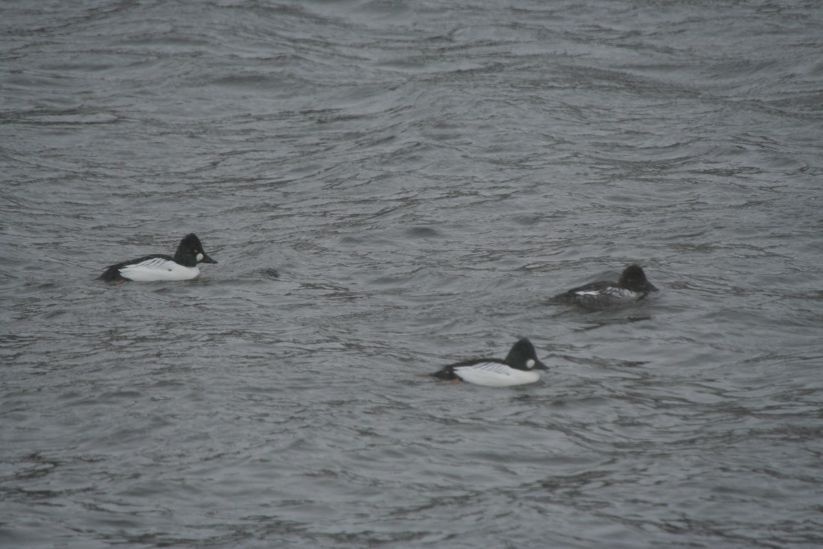 Common Goldeneye - ML632096021
