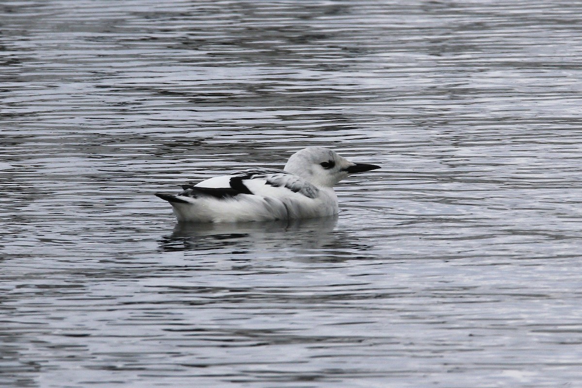 אוריה שחורה - ML632096036