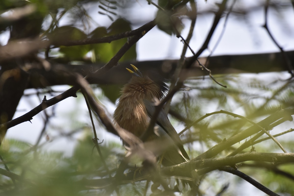 Brahminy Starling - ML632096118