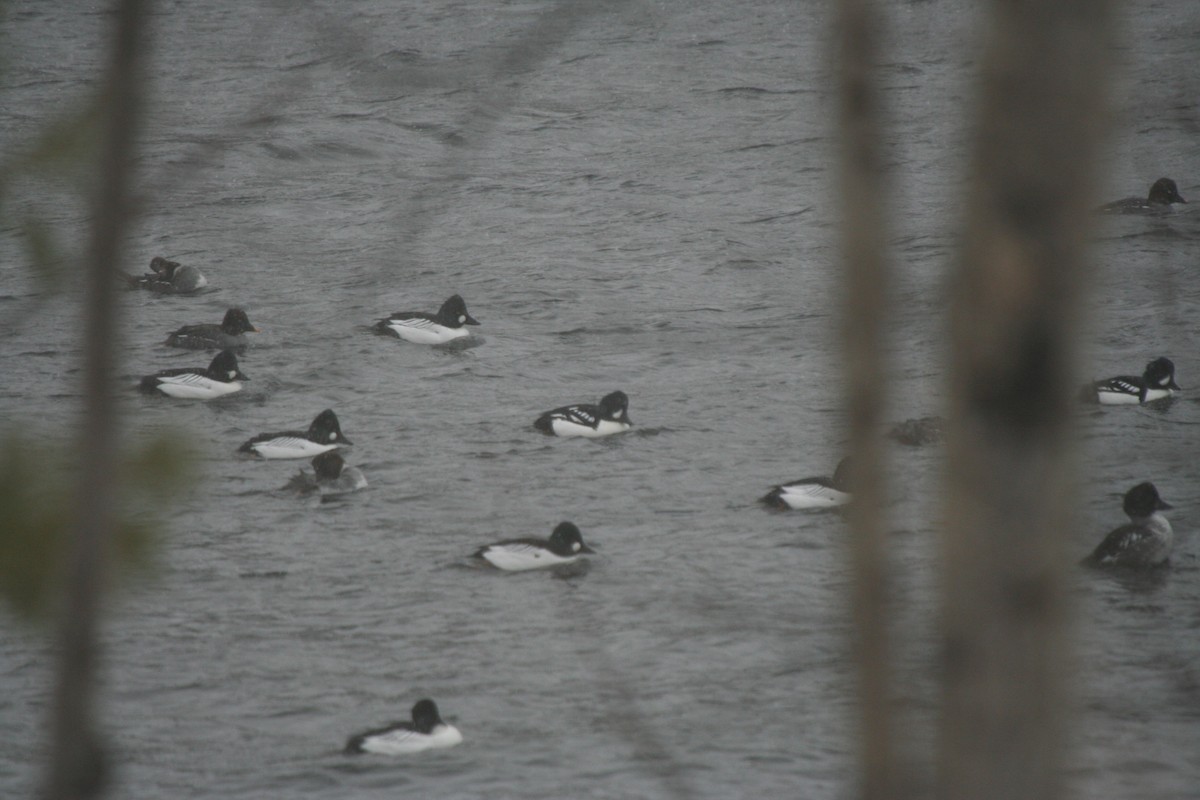 Barrow's Goldeneye - ML632096145