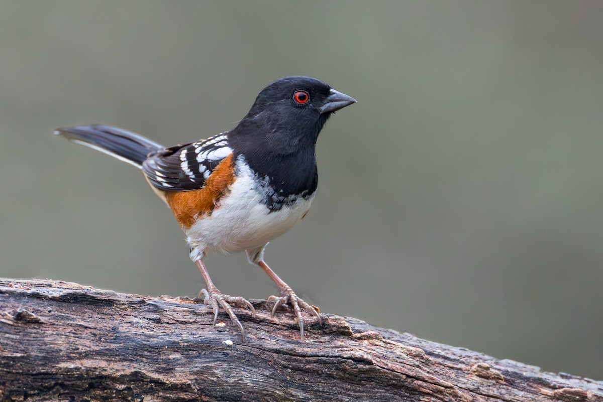 Spotted Towhee - ML632096340