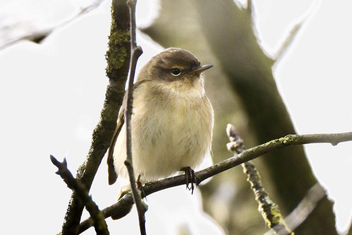 Common Chiffchaff - ML632096343