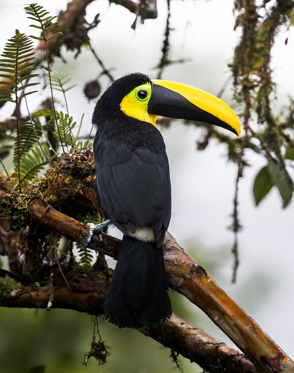 Toucan du Choco - ML632096364